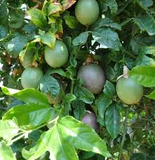 Passiflora Bitkisi